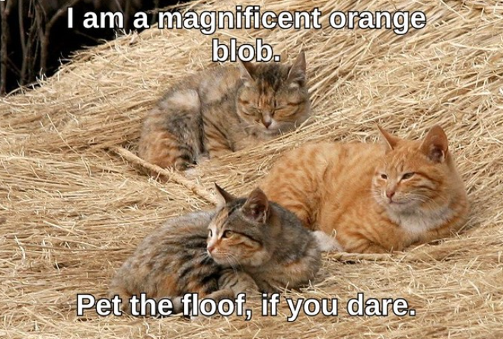 I am a magnificent orange blob. Pet the floof, if you dare.