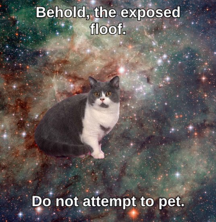 Behold, the exposed floof. Do not attempt to pet.