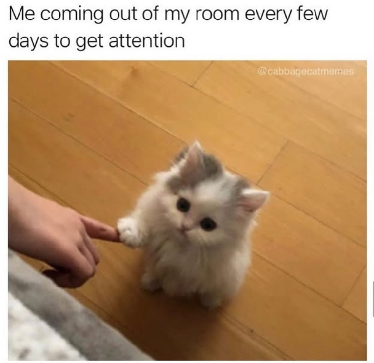 Me coming out of my room every few days to get attention @cabbagecatmemes