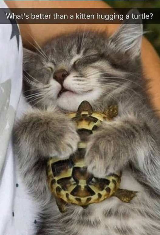 What's better than a kitten hugging a turtle?
