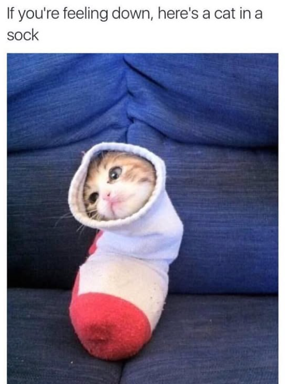 If you're feeling down, here's a cat in a sock