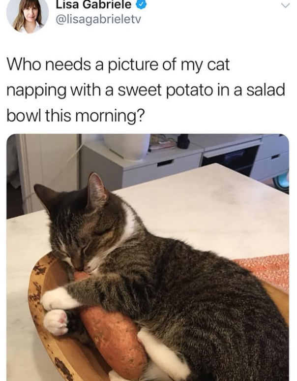Lisa Gabriele @lisagabrieletv Who needs a picture of my cat napping with a sweet potato in a salad bowl this morning?
