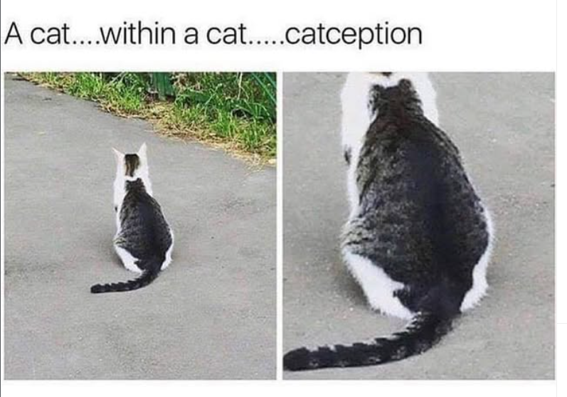 A cat....within a cat.....catception
