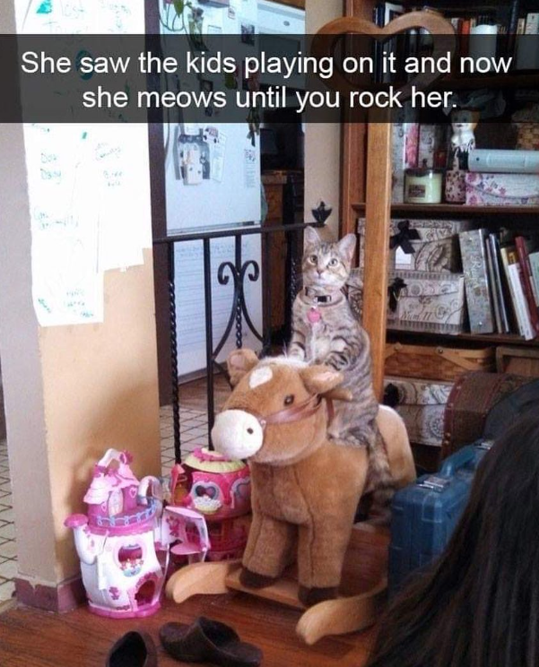 X Y Y V V V VA GODD She saw the kids playing on it and now she meows until you rock her.