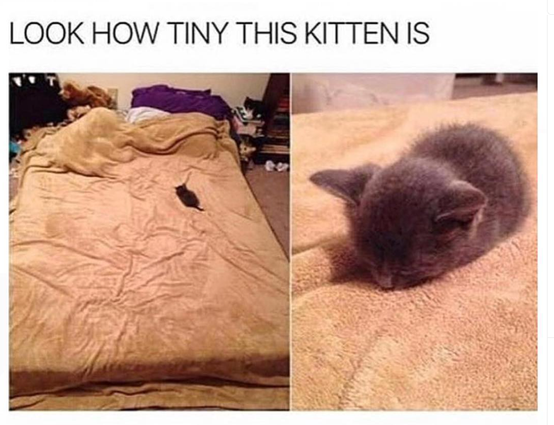 LOOK HOW TINY THIS KITTEN IS