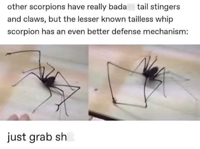 other scorpions have really bada tail stingers and claws, but the lesser known tailless whip scorpion has an even better defense mechanism: just grab sh