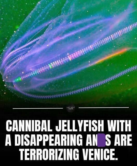 LAST NIGHT CHATS CANNIBAL JELLYFISH WITH A DISAPPEARING AN S ARE TERRORIZING VENICE.