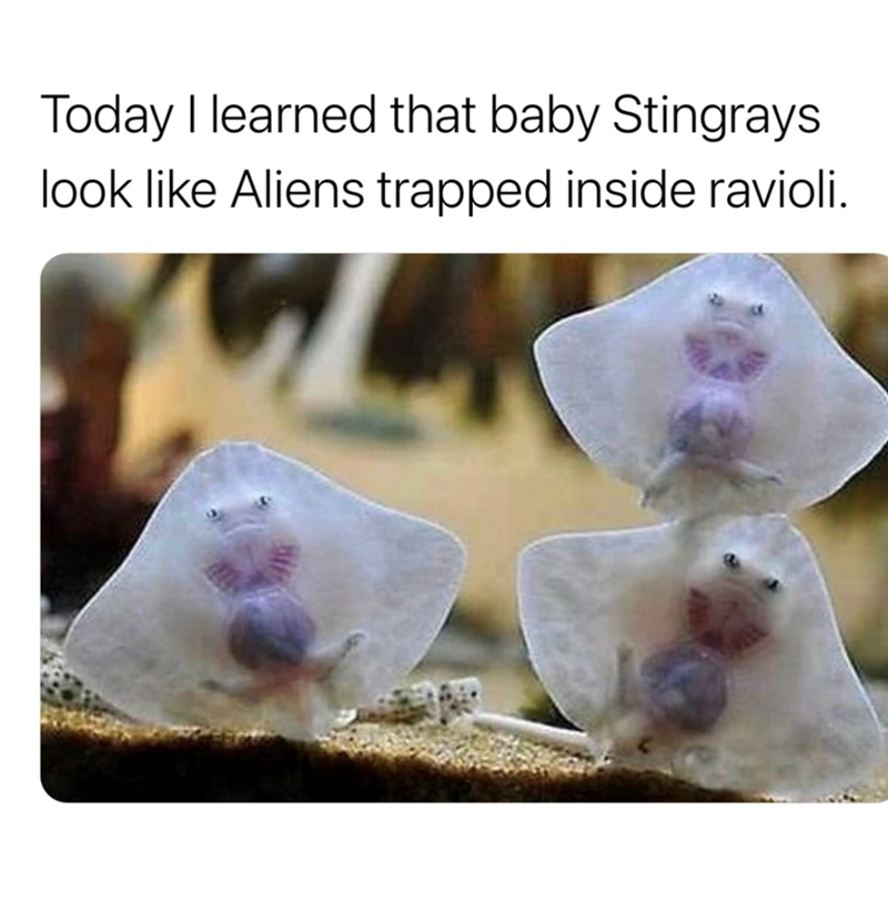 Today I learned that baby Stingrays look like Aliens trapped inside ravioli.