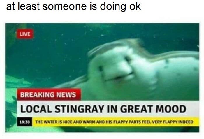 at least someone is doing ok LIVE BREAKING NEWS LOCAL STINGRAY IN GREAT MOOD 18:30 THE WATER IS NICE AND WARM AND HIS FLAPPY PARTS FEEL VERY FLAPPY INDEED