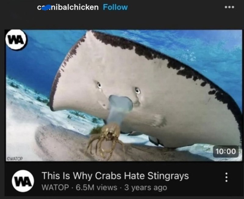 WA CWATOP WA co.nibalchicken Follow This Is Why Crabs Hate Stingrays WATOP. 6.5M views • 3 years ago 10:00