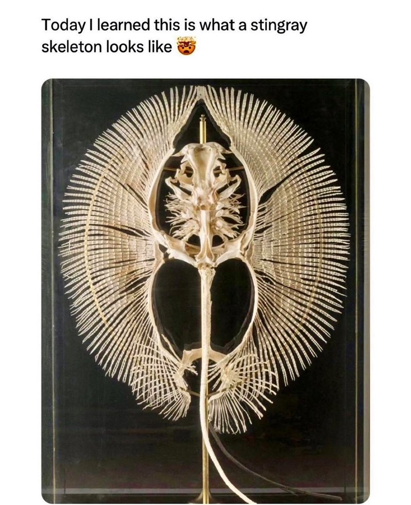 Today I learned this is what a stingray skeleton looks like
