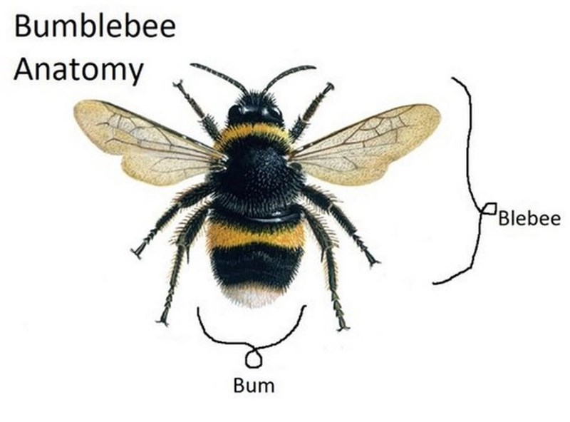 Bumblebee Anatomy Bum Blebee