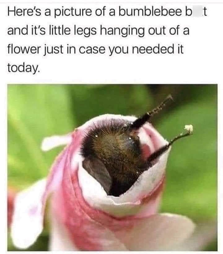 Here's a picture of a bumblebee bot and it's little legs hanging out of a flower just in case you needed it today.