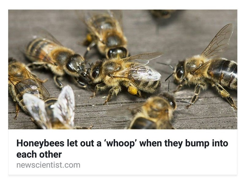 Honeybees let out a 'whoop' when they bump into each other newscientist.com