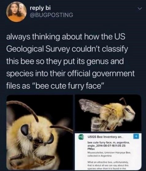 reply bi @BUGPOSTING always thinking about how the US Geological Survey couldn't classify this bee so they put its genus and species into their official government files as "bee cute furry face" USGS Bee Inventory an bee cute furry face, m, argentina, angle 2014-08-07-18.11.05 ZS PMax Mourecoteles, Unknown Hairyeye Bee collected in Argentina What an attractive bee, unfortunately that is about all we can say about this species other than it is found in the