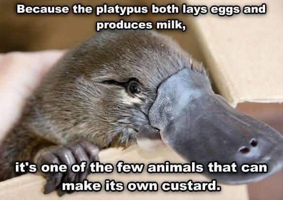 Because the platypus both lays eggs and produces milk, it's one of the few animals that can make its own custard.