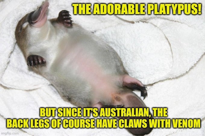 THE ADORABLE PLATYPUS! BUT SINCE IT'S AUSTRALIAN, THE BACK LEGS OF COURSE HAVE CLAWS WITH VENOM imgflip.com