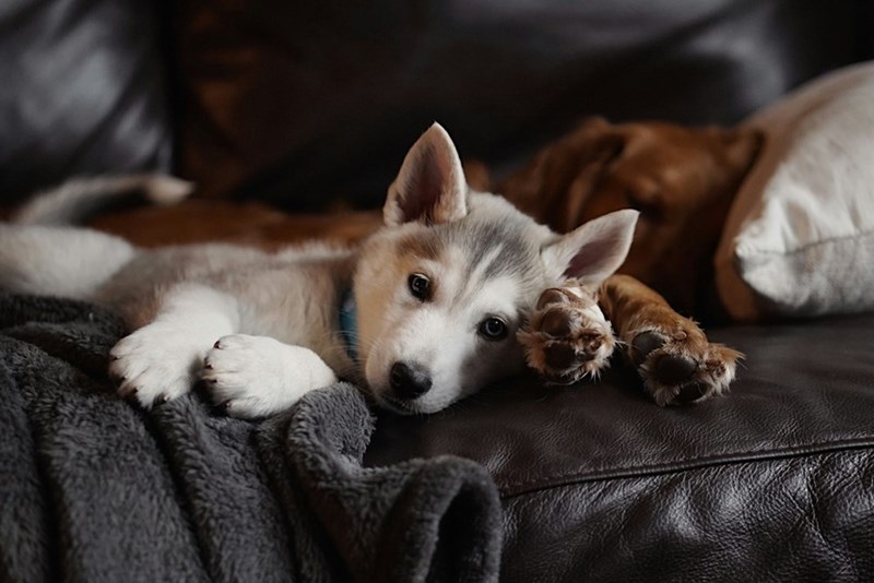 Two puppies lying on a sofa.