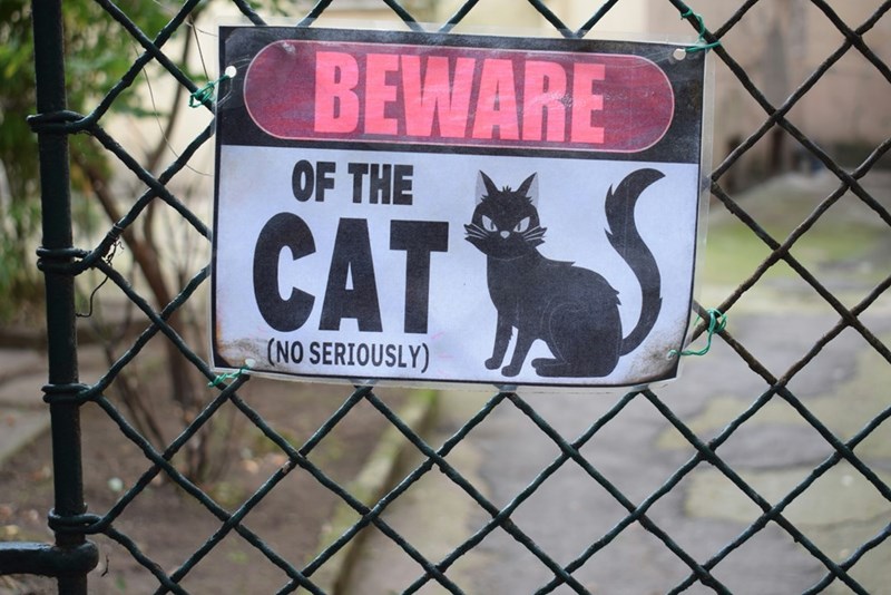 BEWARE OF THE CAT INO SERIOUSLY