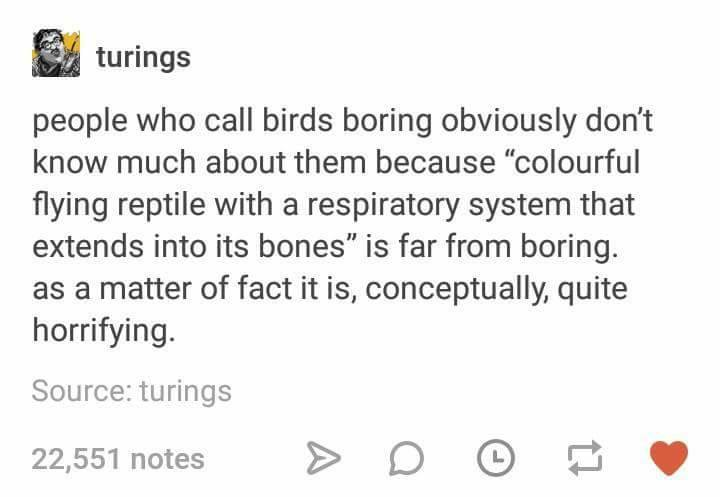 turings people who call birds boring obviously don't know much about them because "colourful flying reptile with a respiratory system that extends into its bones" is far from boring. as a matter of fact it is, conceptually, quite horrifying. Source: turings 22,551 notes > D L 13