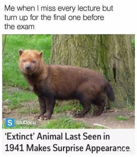 Me when I miss every lecture but turn up for the final one before the exam S StuDocu 'Extinct' Animal Last Seen in 1941 Makes Surprise Appearance
