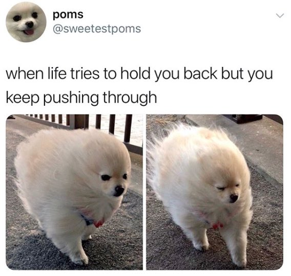 poms @sweetestpoms > when life tries to hold you back but you keep pushing through