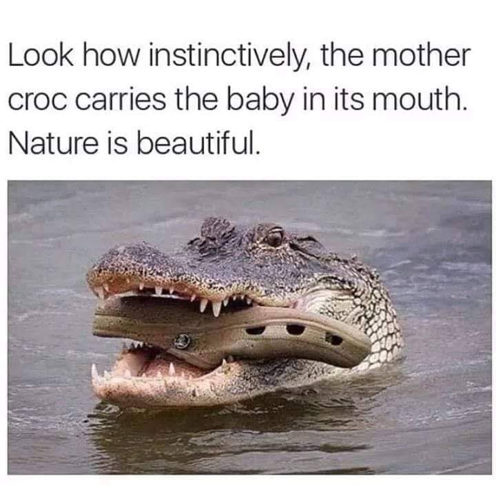 Look how instinctively, the mother croc carries the baby in its mouth. Nature is beautiful.