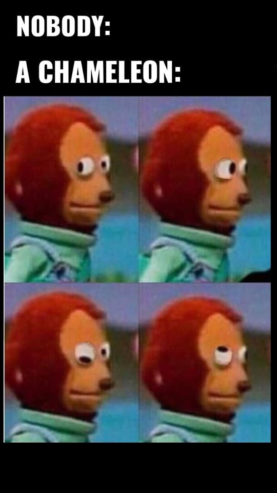 NOBODY: A CHAMELEON: