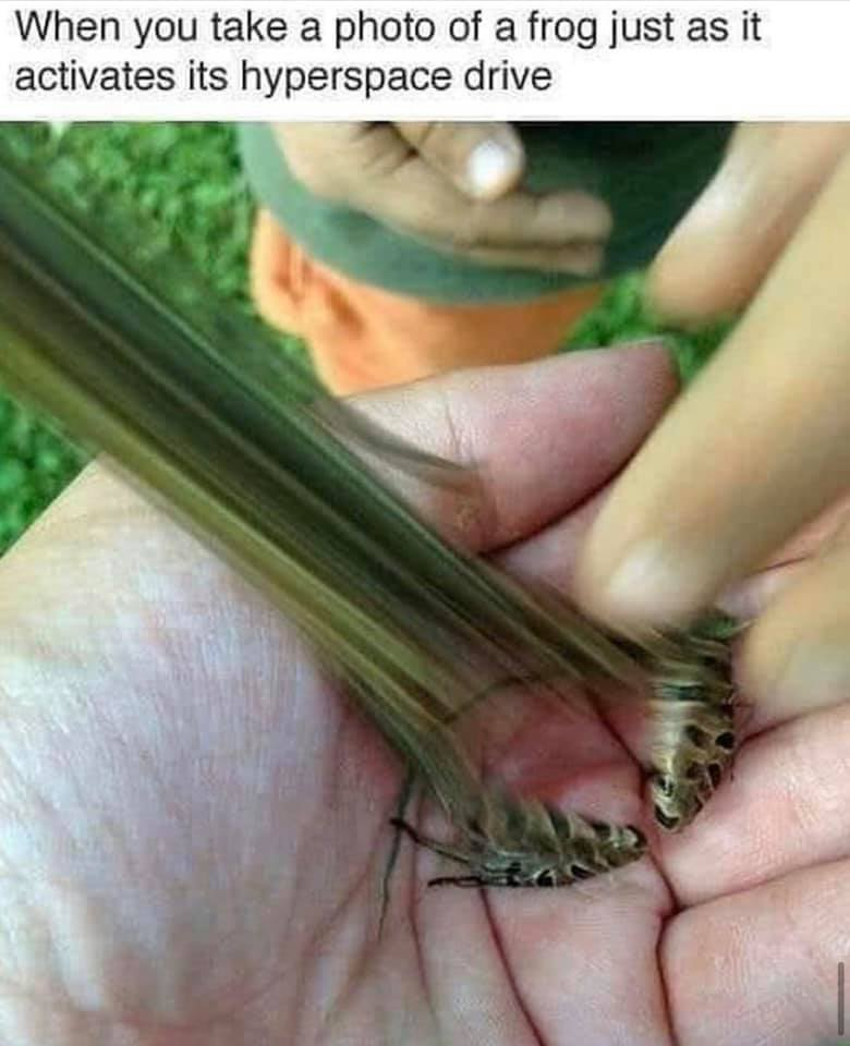 When you take a photo of a frog just as it activates its hyperspace drive