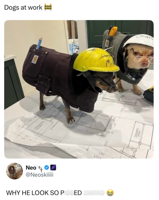 STACKHAR Dogs at work EXAMPER Neo ++ @Neoskiiiii WHY HE LOOK SO PED 2% Mis JACKETS NO Chan