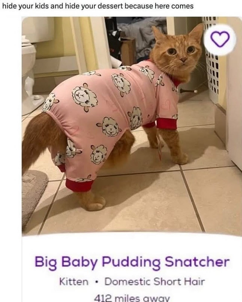hide your kids and hide your dessert because here comes Big Baby Pudding Snatcher Kitten ⚫ Domestic Short Hair 412 miles away 3