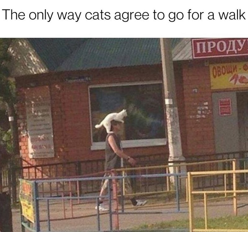 The only way cats agree to go for a walk ПРОДУ ОВОЩИ