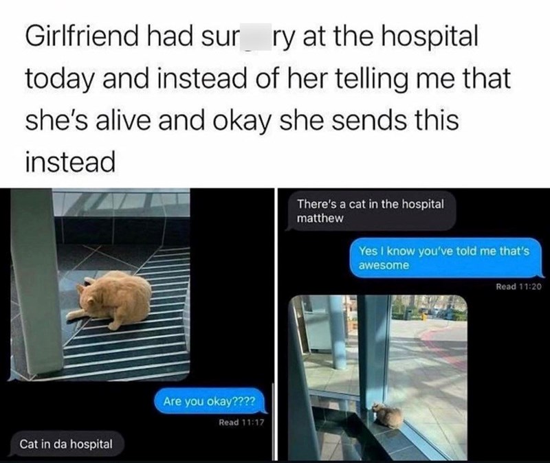 Girlfriend had sur ry at the hospital today and instead of her telling me that she's alive and okay she sends this instead Cat in da hospital Are you okay???? Read 11:17 There's a cat in the hospital matthew Yes I know you've told me that's awesome Read 11:20