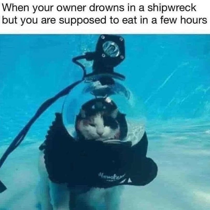 When your owner drowns in a shipwreck but you are supposed to eat in a few hours