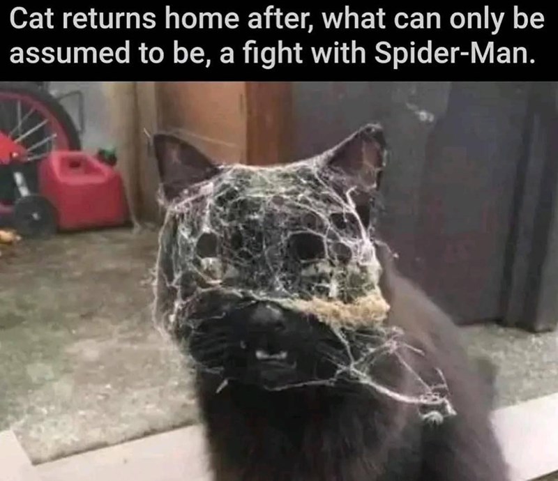 Cat returns home after, what can only be assumed to be, a fight with Spider-Man.