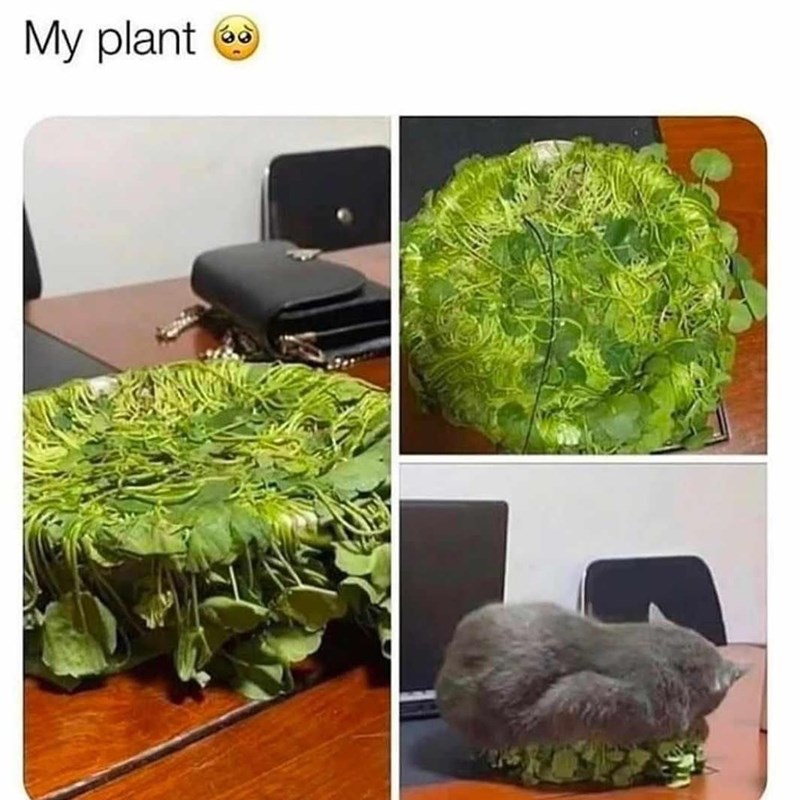 My plant