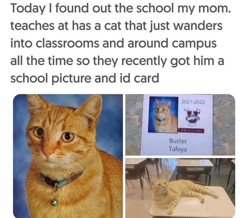 Today I found out the school my mom. teaches at has a cat that just wanders into classrooms and around campus all the time so they recently got him a school picture and id card 2021-2022 Buster Tafoya