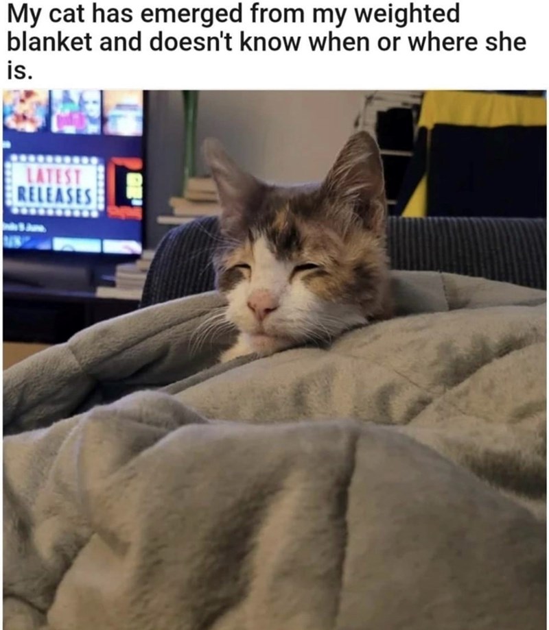 My cat has emerged from my weighted blanket and doesn't know when or where she is. LATEST REL