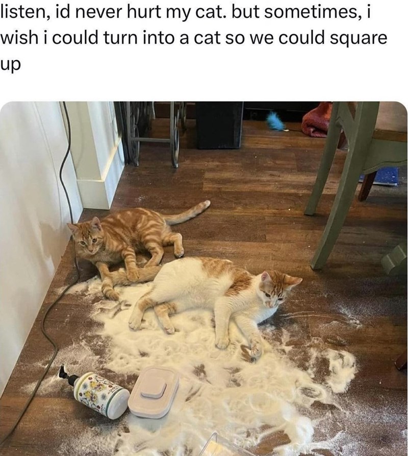 listen, id never hurt my cat. but sometimes, i wish i could turn into a cat so we could square up