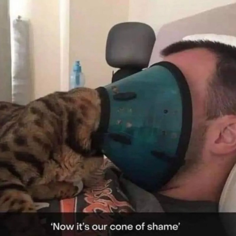'Now it's our cone of shame' A