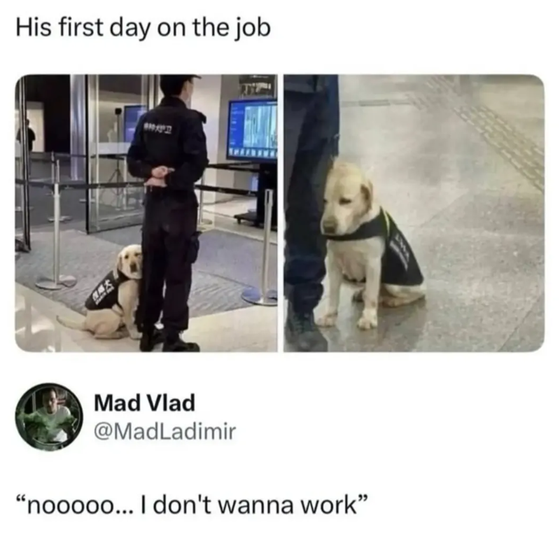 His first day on the job 太 Mad Vlad @MadLadimir "nooooo... I don't wanna work"