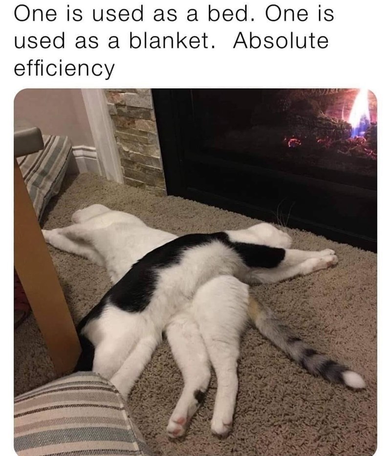 One is used as a bed. One is used as a blanket. Absolute efficiency