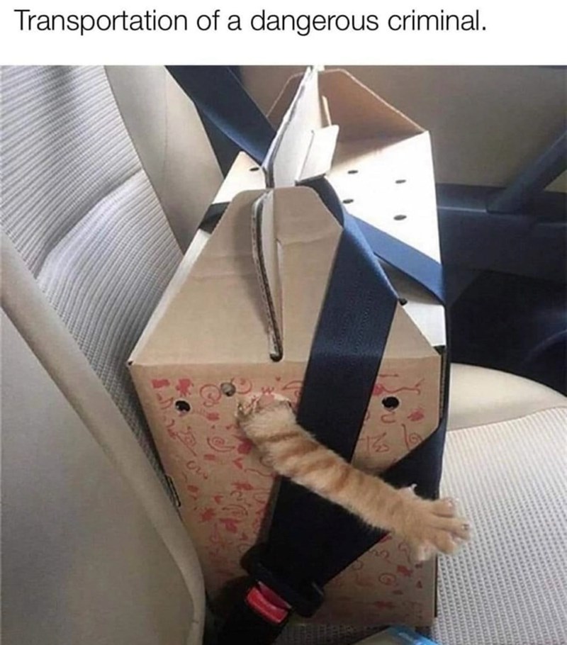 Transportation of a dangerous criminal.