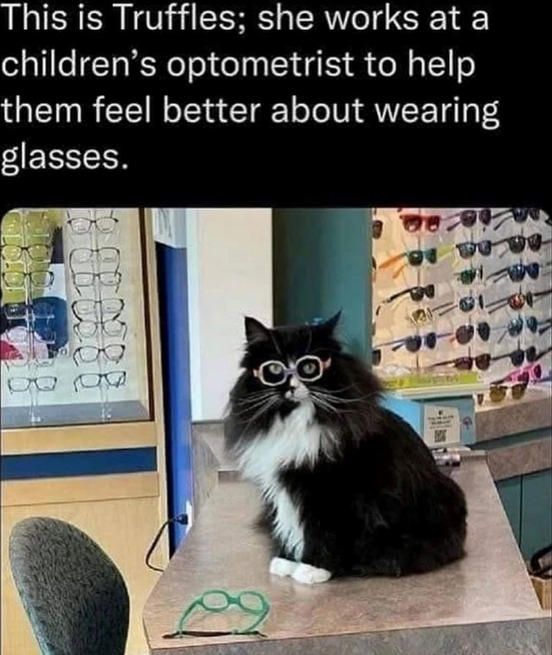 This is Truffles; she works at a children's optometrist to help them feel better about wearing glasses. 8888