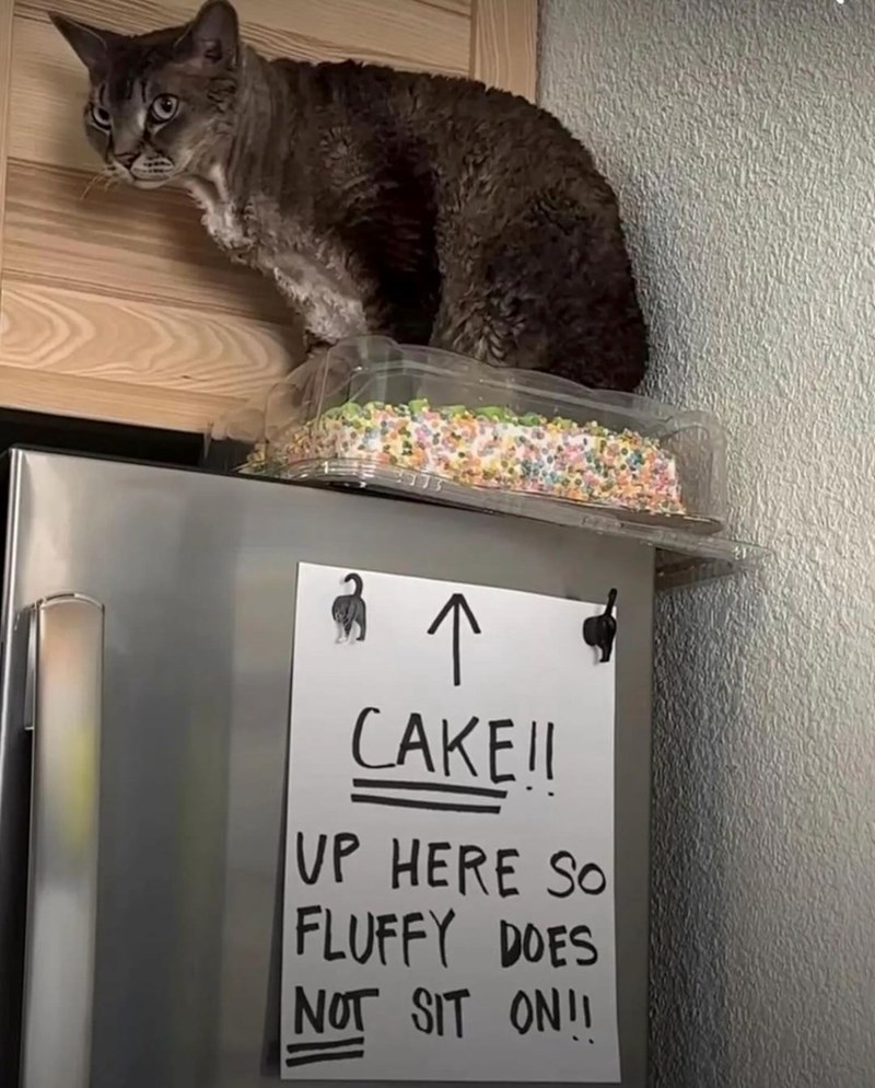 ↑ CAKE!! VP HERE SO FLUFFY DOES NOT SIT ON!!