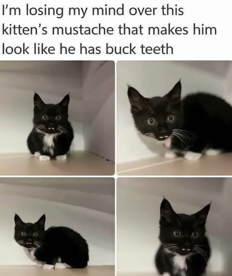 I'm losing my mind over this kitten's mustache that makes him look like he has buck teeth