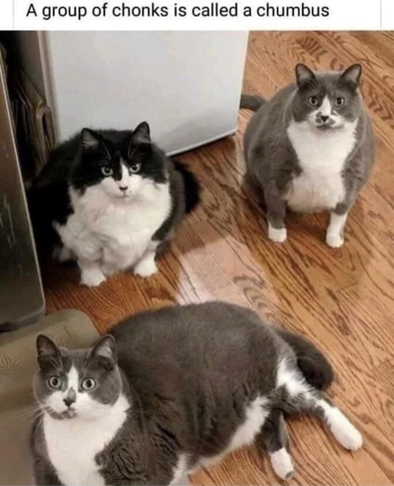 A group of chonks is called a chumbus