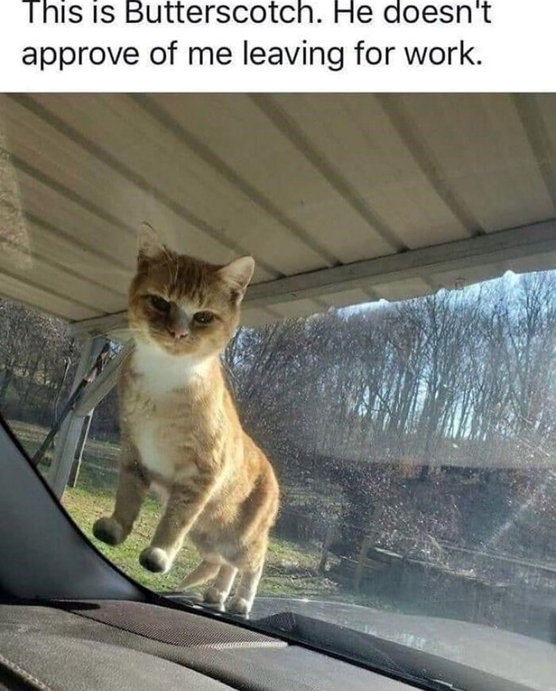 This is Butterscotch. He doesn't approve of me leaving for work.