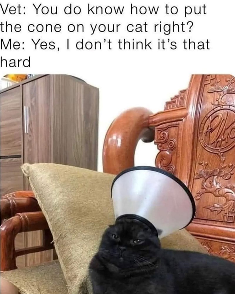 Vet: You do know how to put the cone on your cat right? Me: Yes, I don't think it's that hard