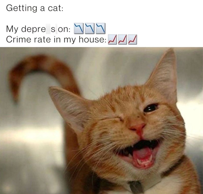Getting a cat: My depres on: 777 Crime rate in my house: ✓ ✓ ✓